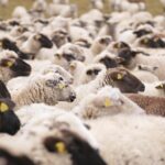 Hoogte- en Dieptepunten van Aandelen Investeren: Een Reis door de Markt